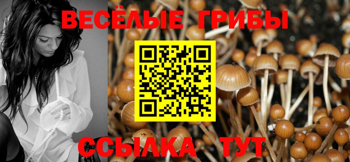 наркошоп  Вход с VPN  Павловский Посад  Псилоцибиновые грибы Psilocybe 
